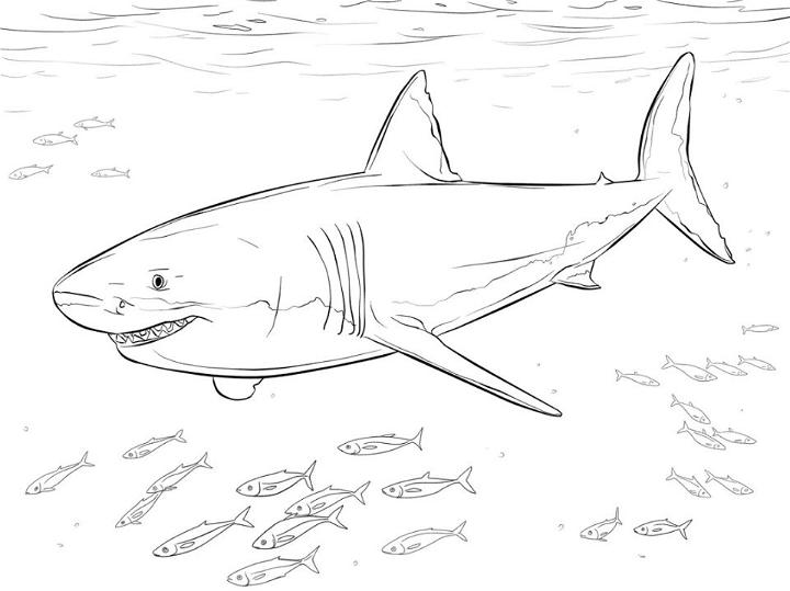 Easy Shark Coloring Pages for Kids