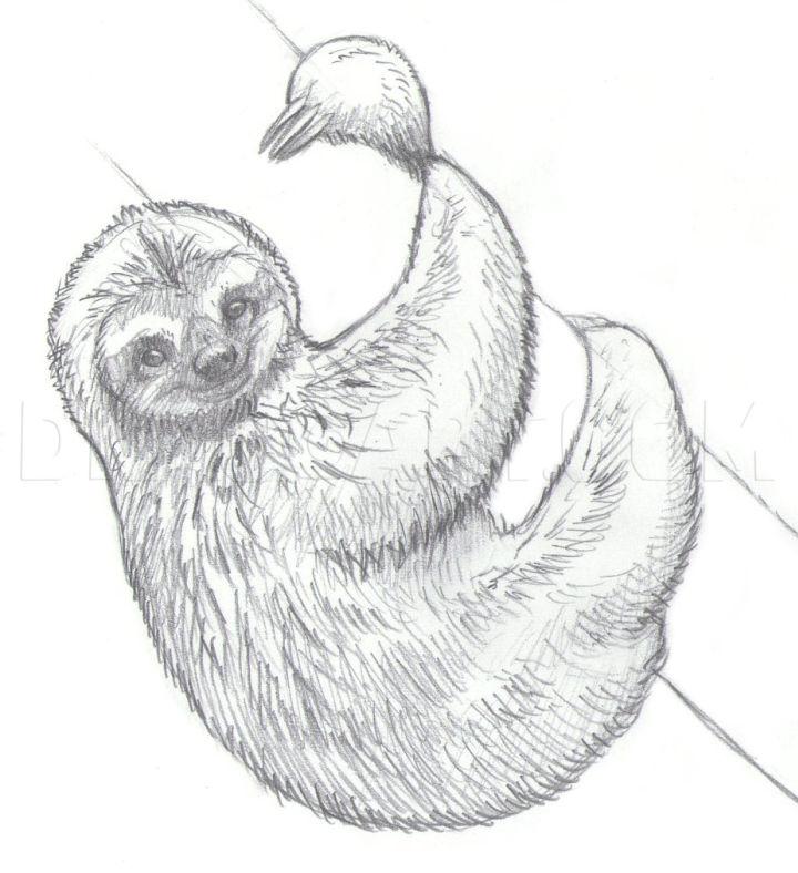 Easy Way to Draw Sloth