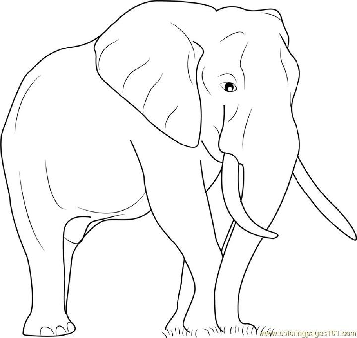 Elephant Coloring Pages, Tracer Pages, and Posters