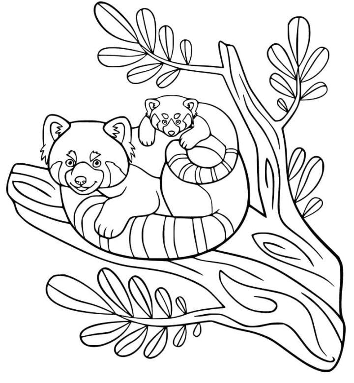 Family Red Panda Coloring Page