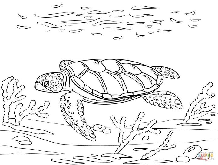 Flatback Sea Turtle Coloring Page