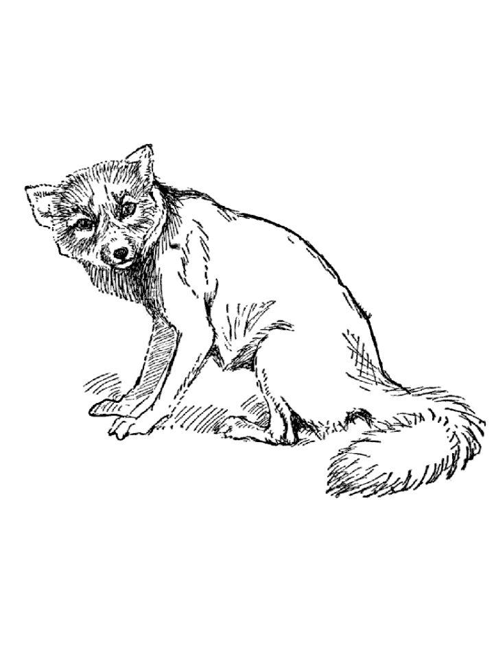 Fox Coloring Pages and Activities