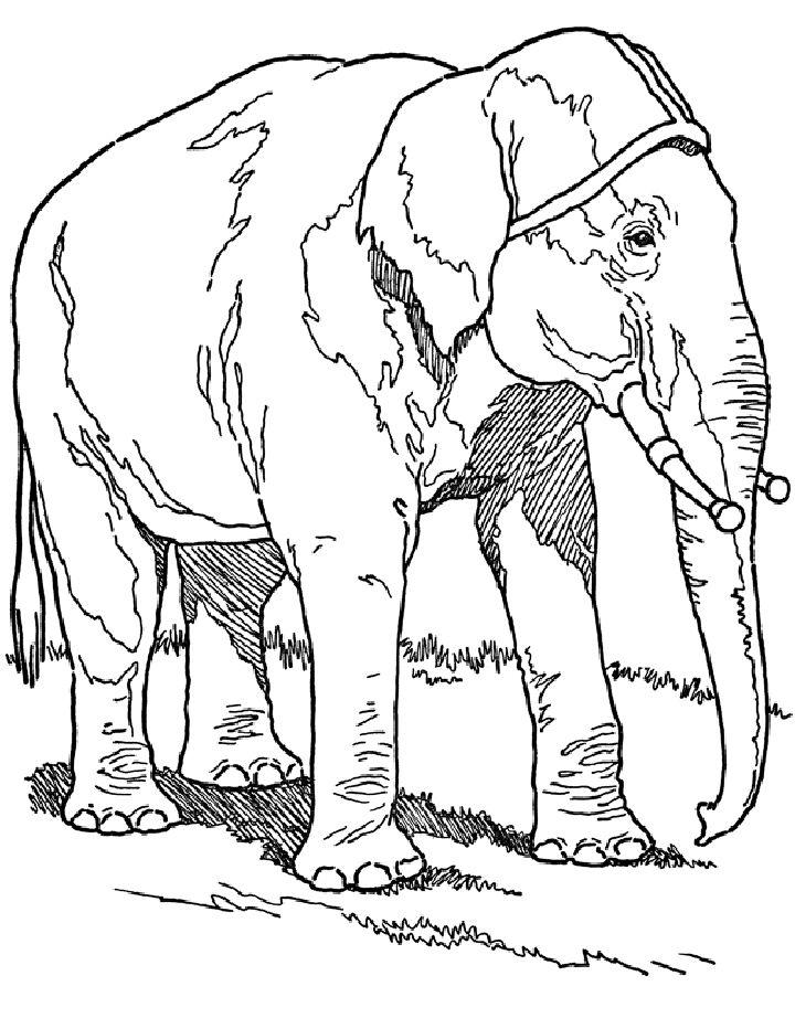 Free Elephant Coloring Page Printable