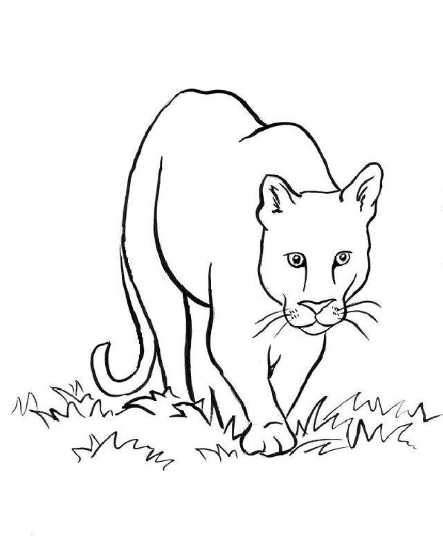 Free Printable Mountain Lion Coloring Pages