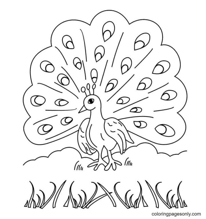 Free Printable Peacock Coloring Pages