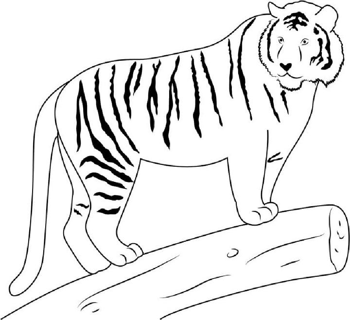 Free Printable Tiger Coloring Sheet