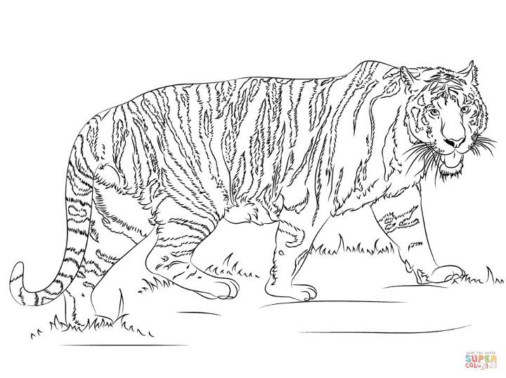 Free Printable Tigers Coloring Pages