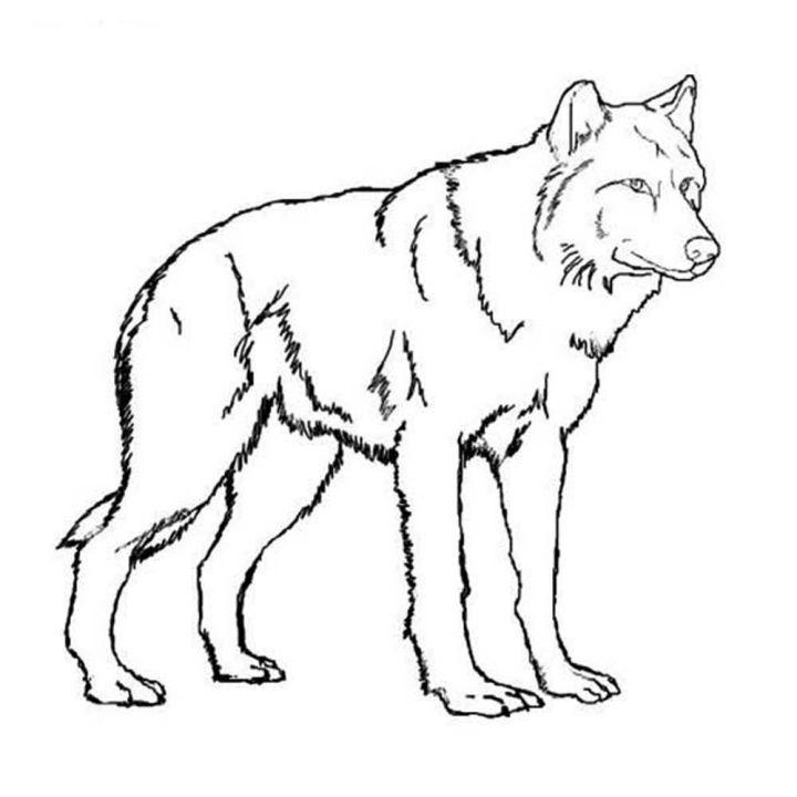 Free Realistic Wolf Coloring Pages