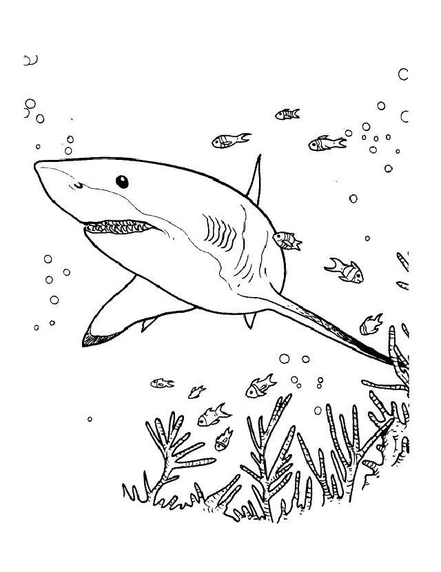 Free Sharks Coloring Page to Print and Color