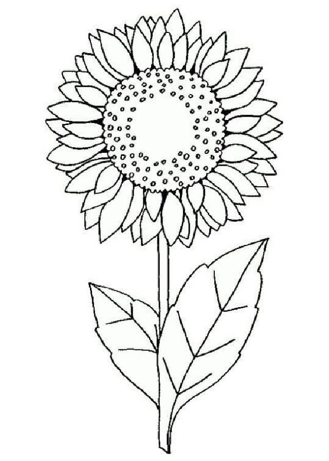 Free Sunflower Coloring Book Pages