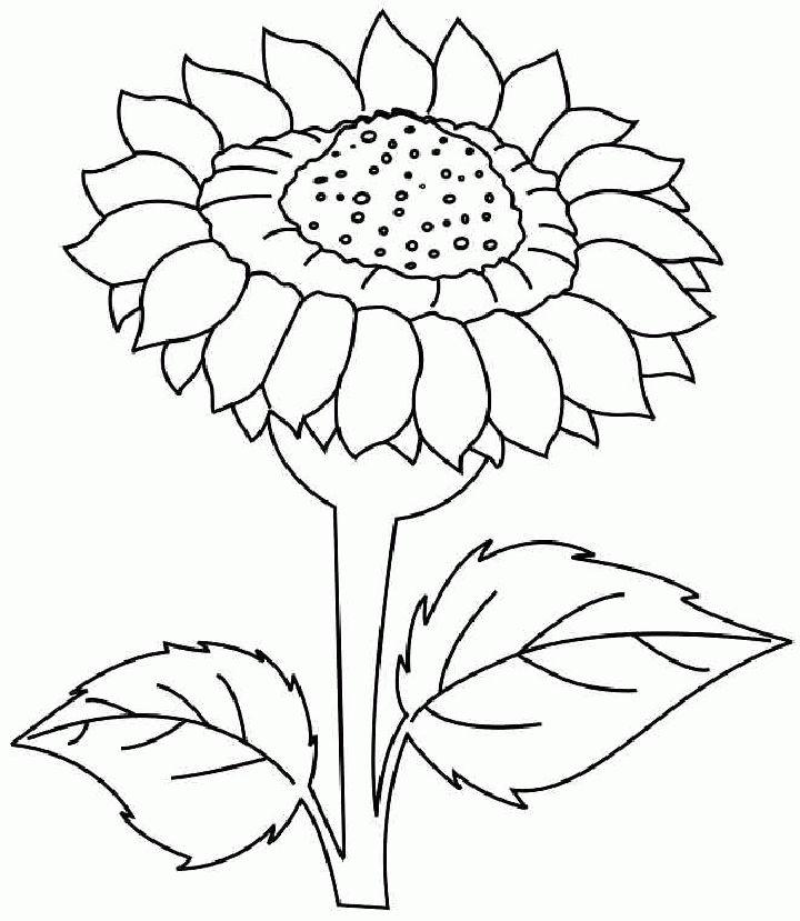 Free Sunflower Coloring Pages and Printables