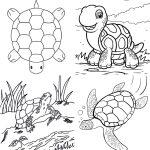 25 Free Turtle Coloring Pages for Kids and Adults