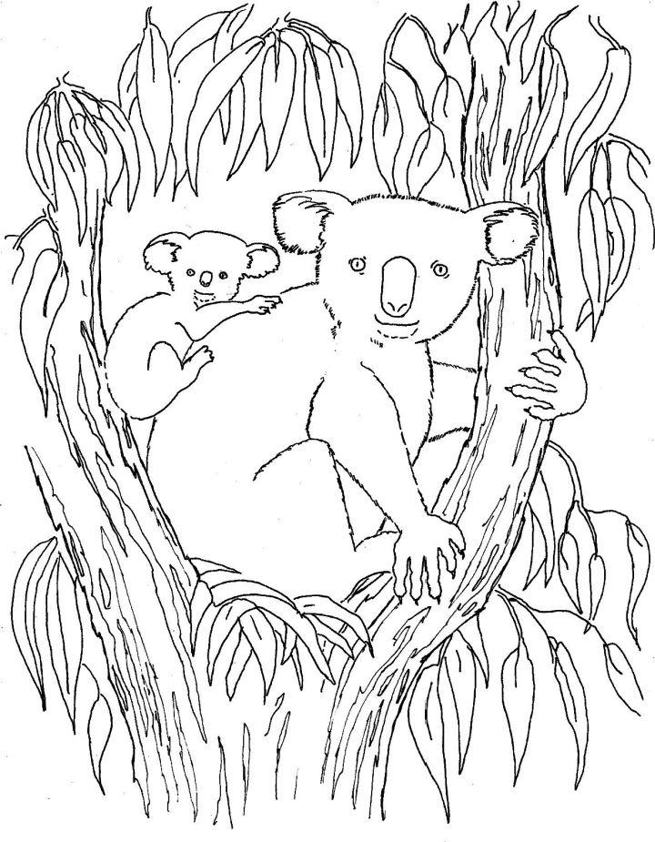 Free and Printable Koala Coloring Pages