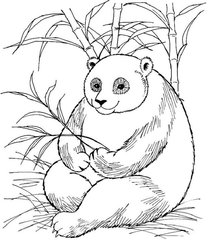 Giant Panda in the Forest Coloring Pages