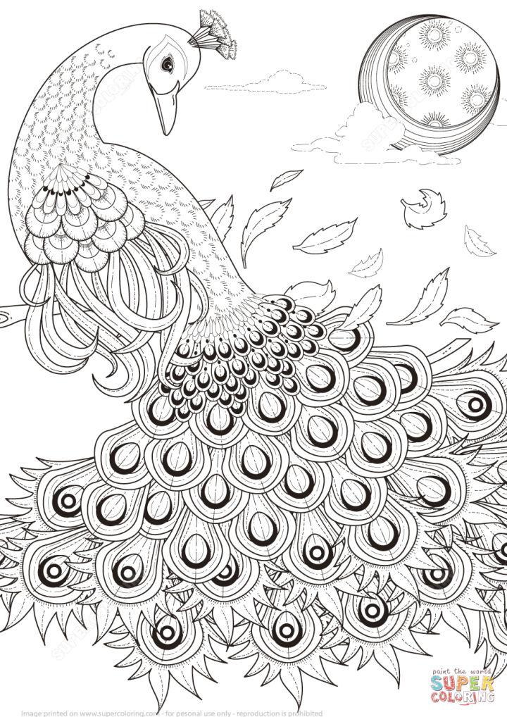 Graceful Peacock Coloring Pictures