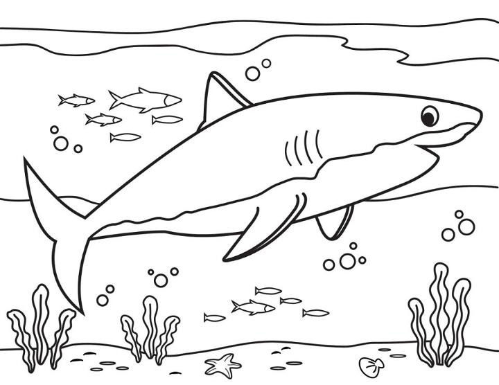 Great White Shark Coloring Page PDF