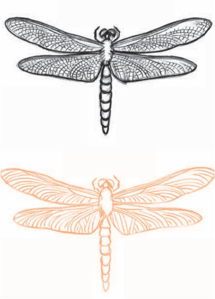 How Do You Draw Dragonfly
