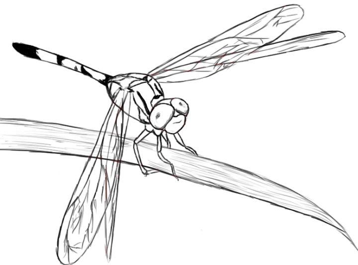 How to Draw Cool a Dragonfly