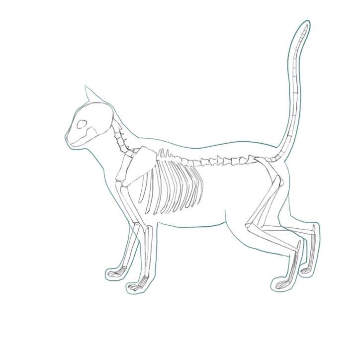 How to Draw a Cat Skeleton