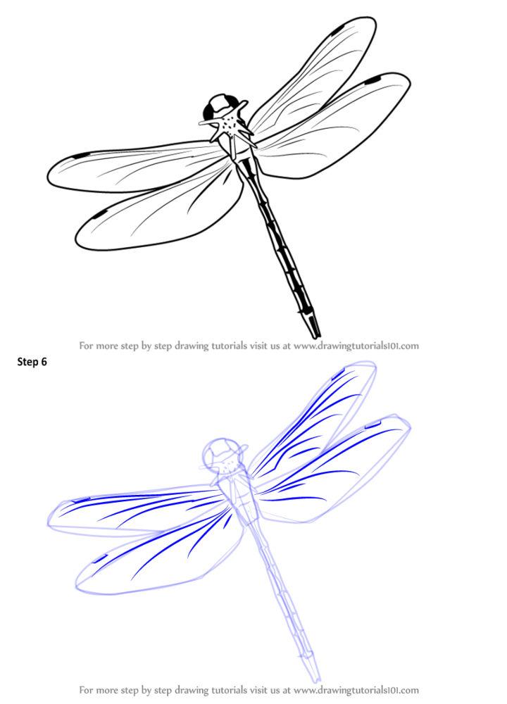 How to Draw a Flying Dragonfly