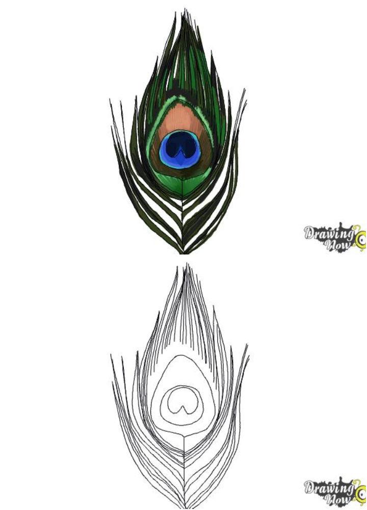 How to Draw a Peacock Feather