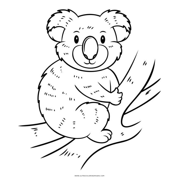 Koala Bear Coloring Page Pictures to Color