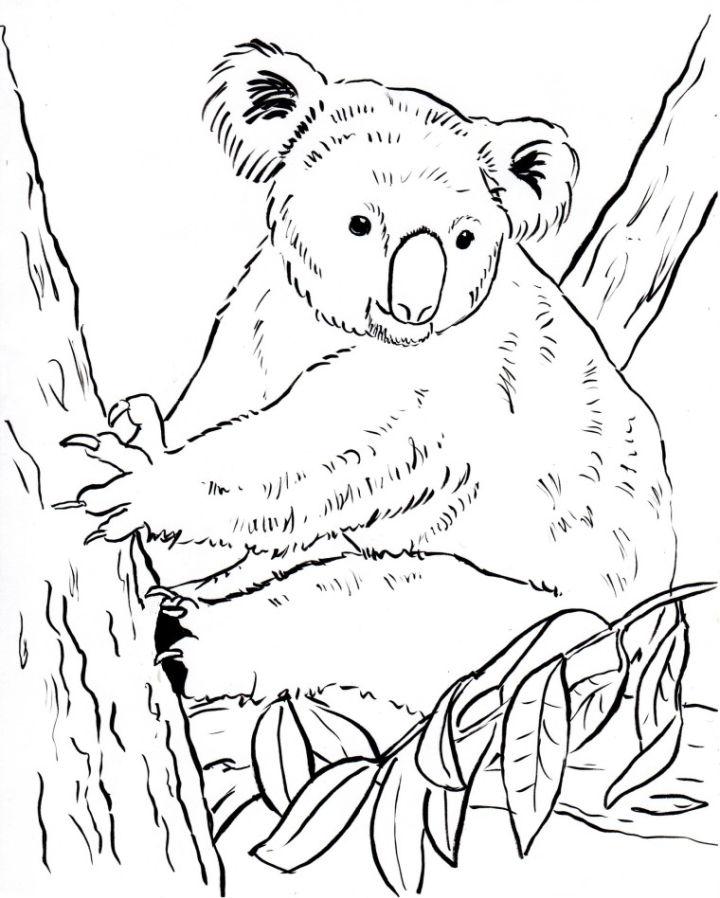 Koala Bear Coloring Page and Activities