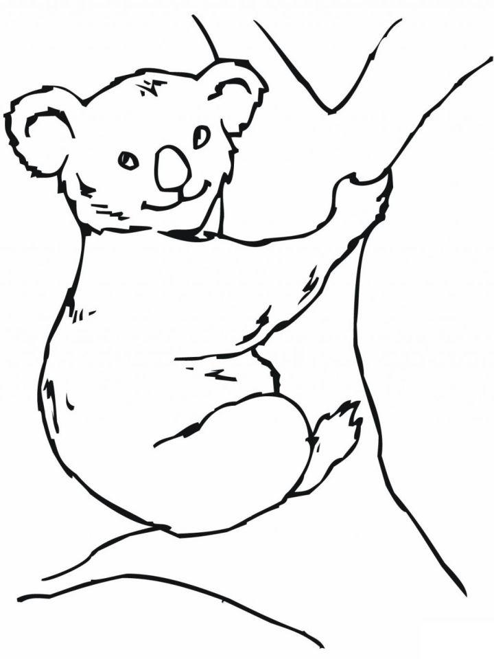 Koala Coloring Pages for Little Ones