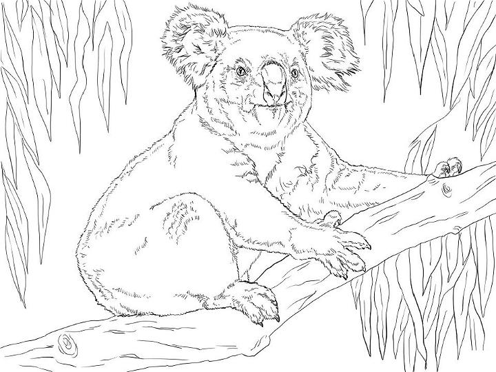 Koala Sits on a Branch Coloring Pages