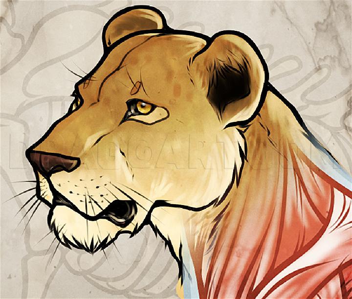 Lion Anatomy Drawing