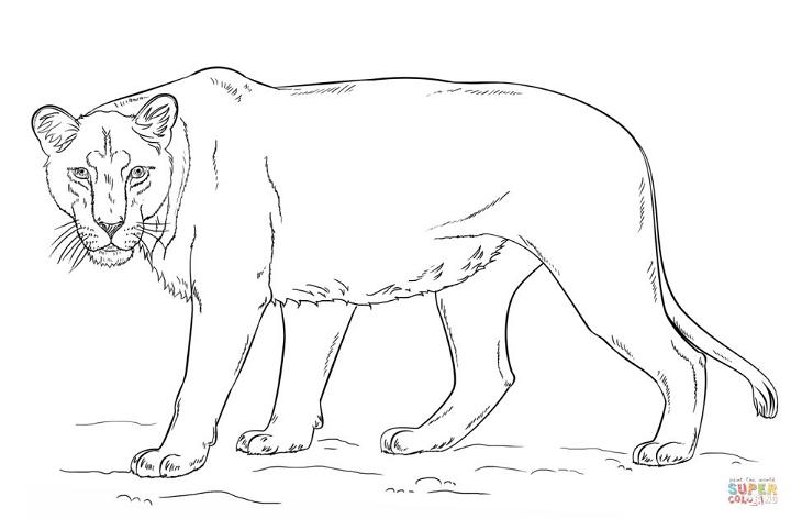 Lioness Coloring Page Pictures to Color