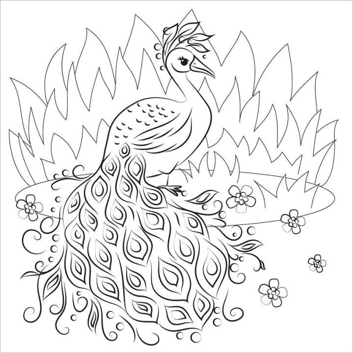 Lovely Peacock Coloring Pages for Kids