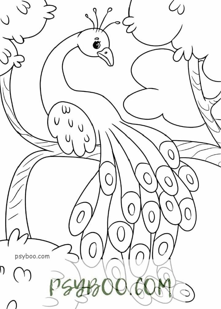 Magnificent Tailed Peacock Coloring Page