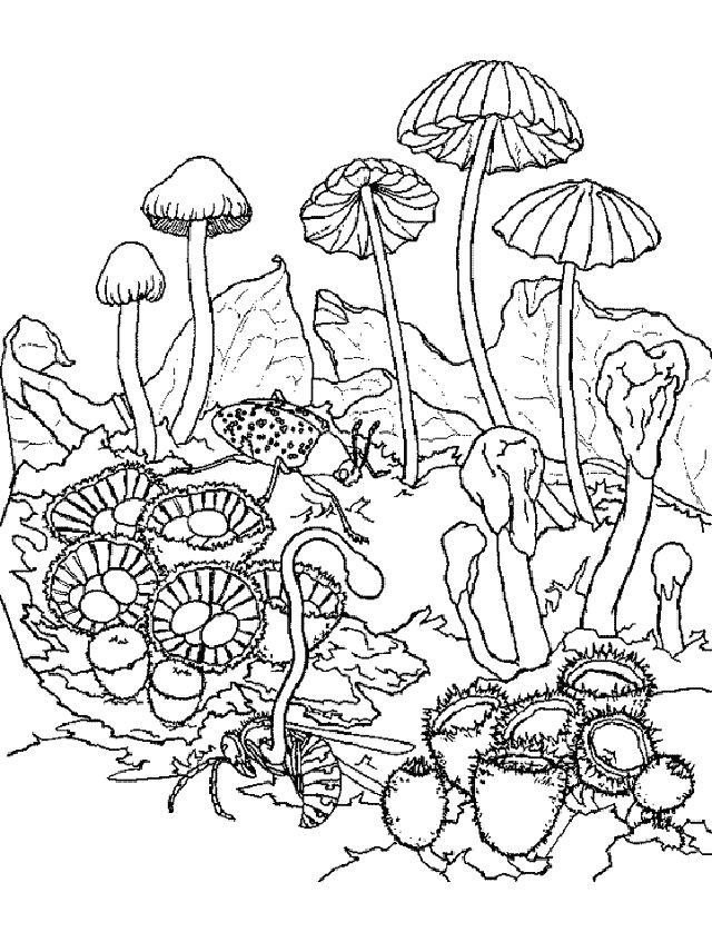 Mushrooms Coloring Pages for Kids