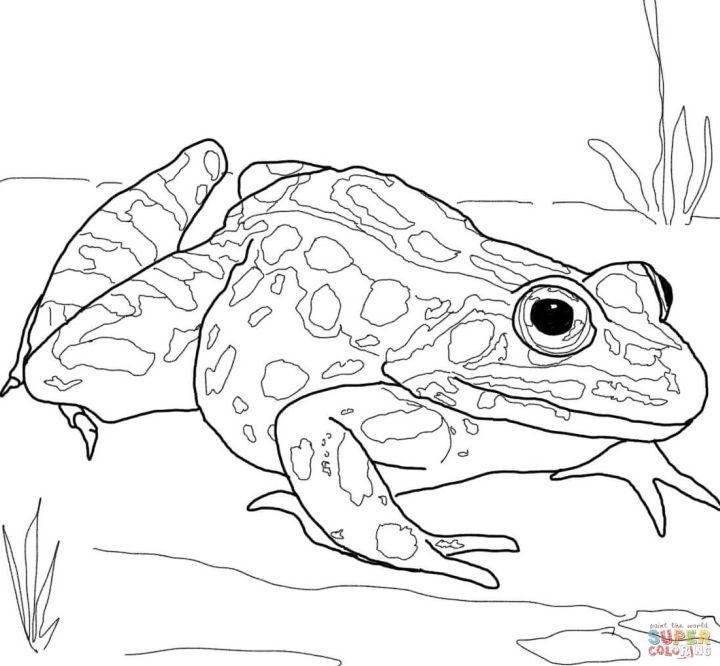 Nothern Leopard Frog Coloring Picture