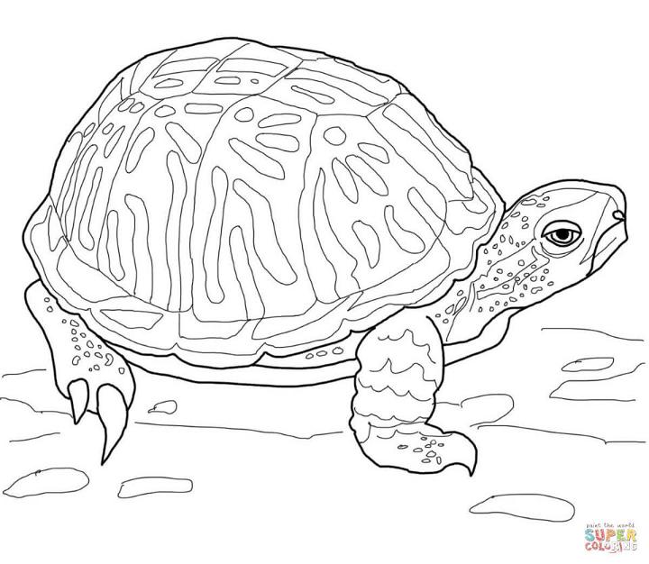 Ornate Box Turtle Coloring Page