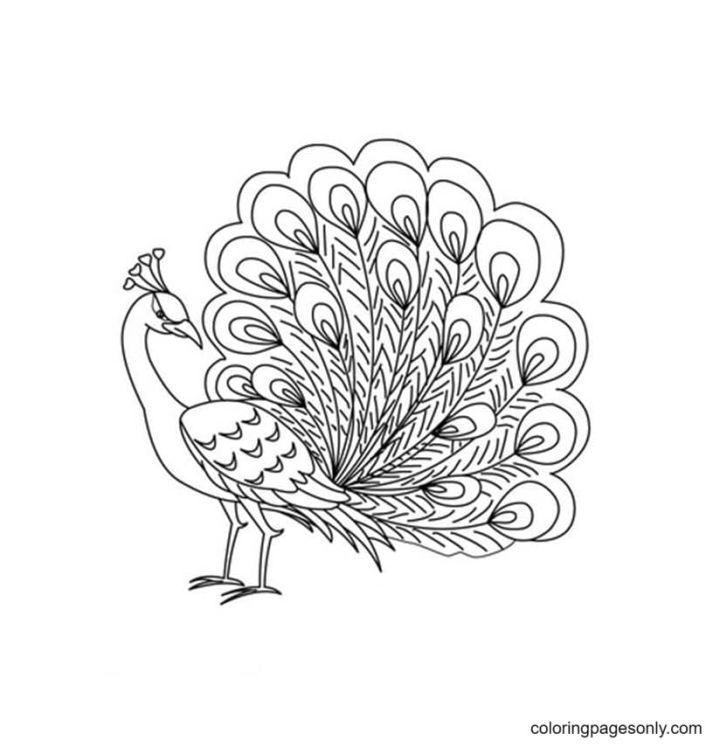 Peacock Coloring Page Pictures to Color