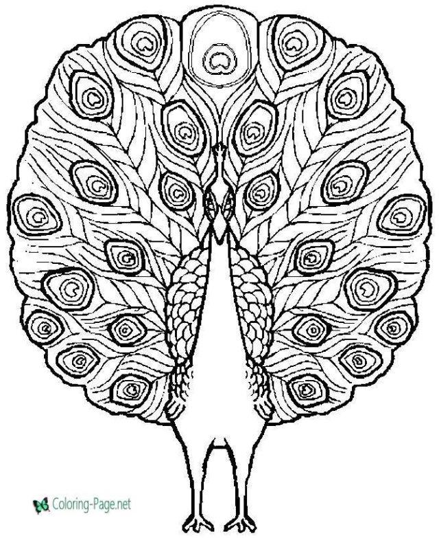 Peacock Coloring Page for Children