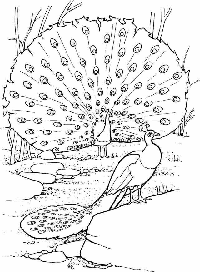 Peacock Coloring Pages PDF