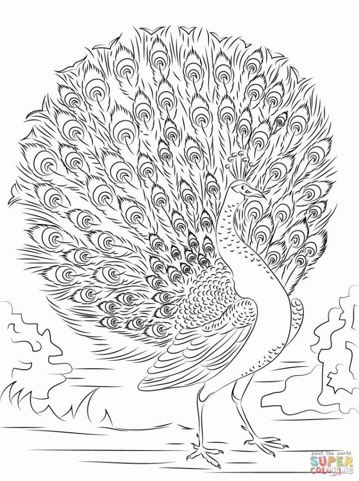 Peacock Coloring Pages, Tracer Pages, and Posters