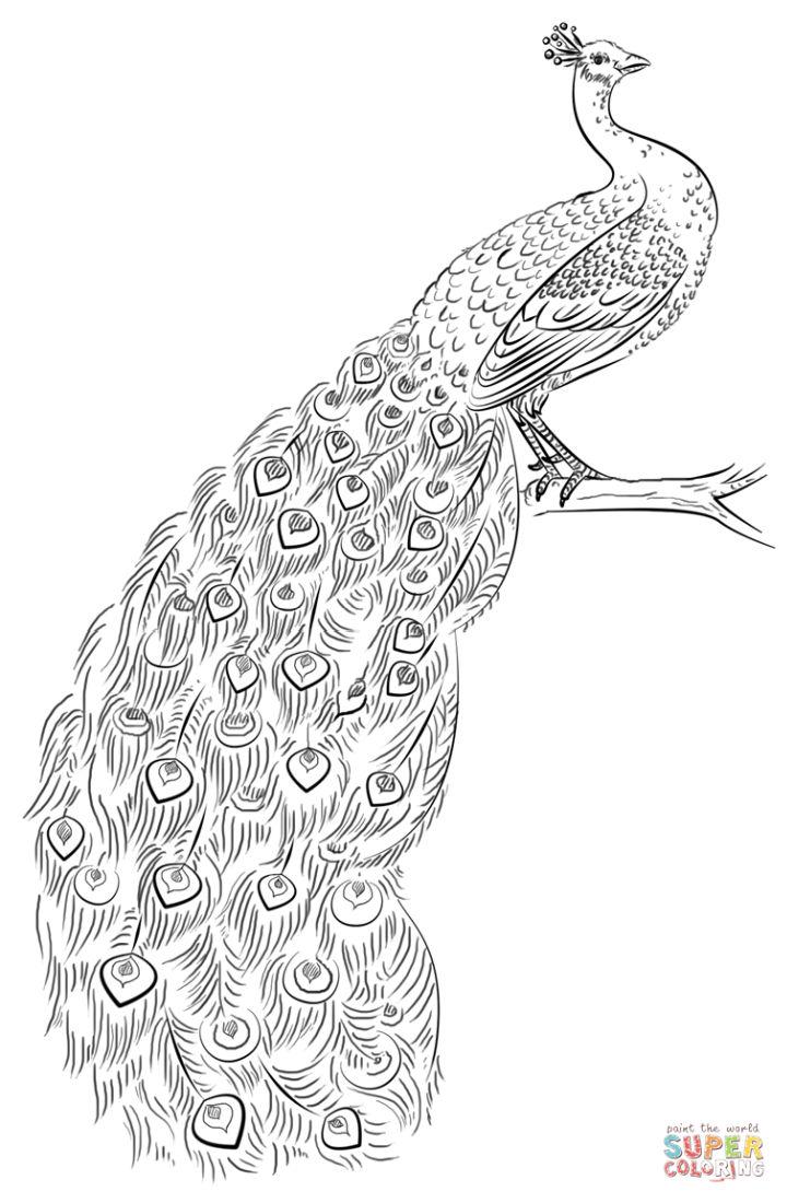 Peacock Coloring Pages to Print