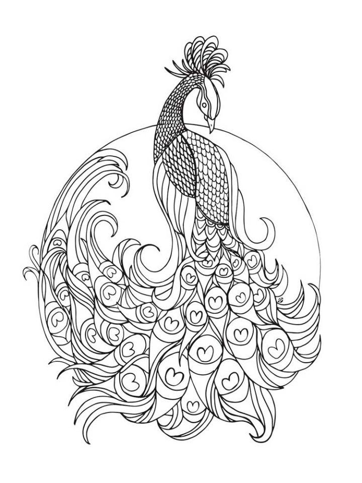 Printable Zentangle Peacock Coloring Sheets