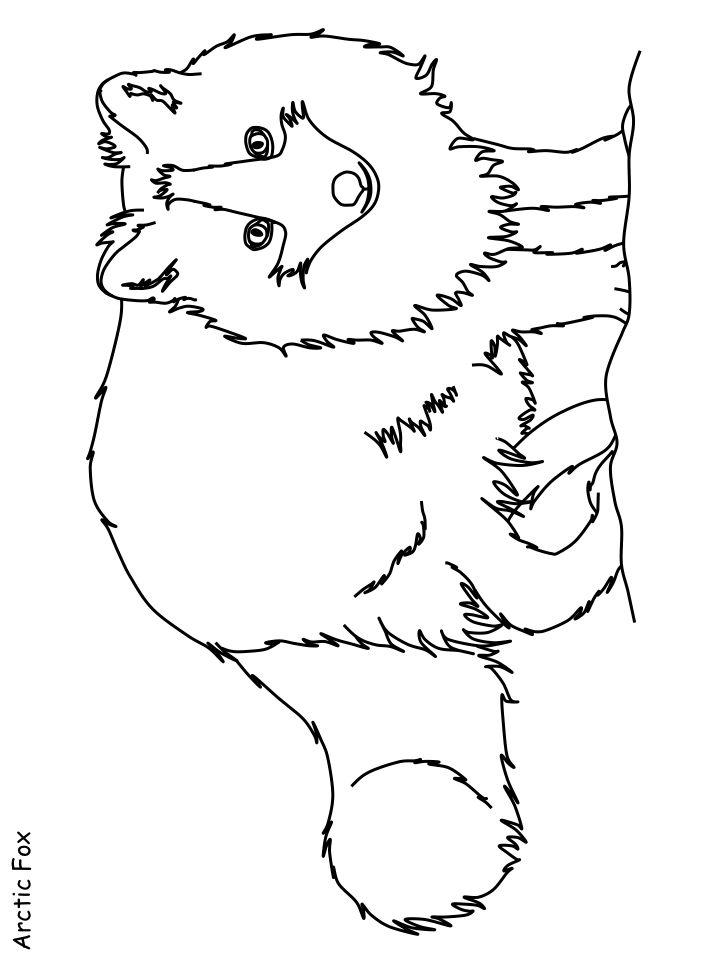 Realistic Arctic Fox Coloring Page to Print