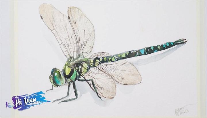 Realistic Dragonfly Drawing
