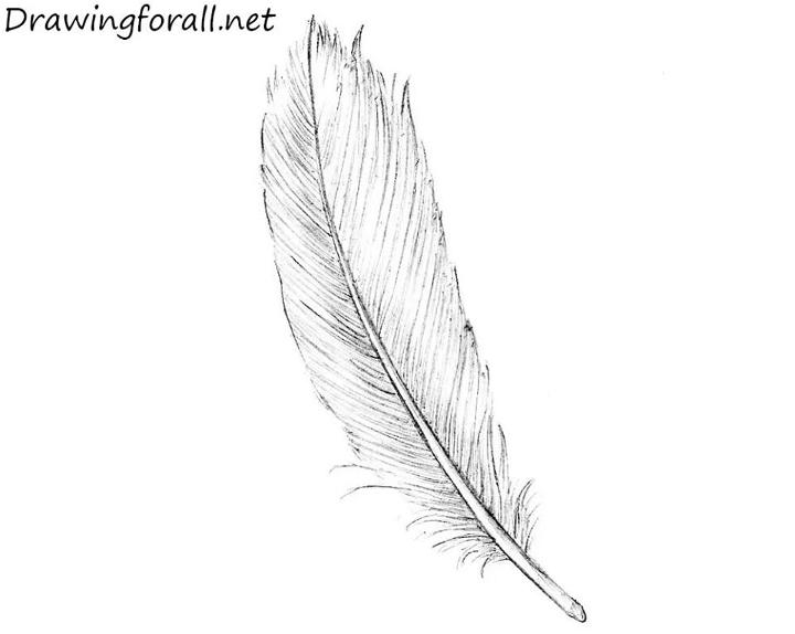 Realistic Feather Drawing