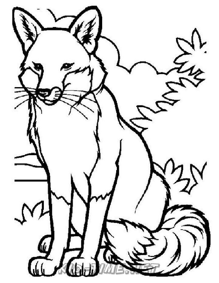 Realistic Fox Coloring Book Pages