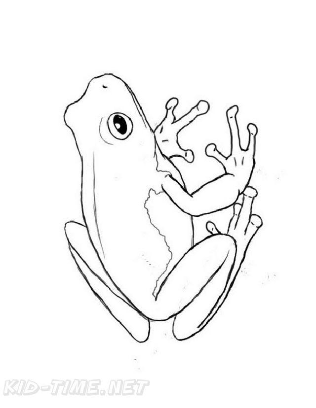 Realistic Frog Coloring Pages for Preschoolers