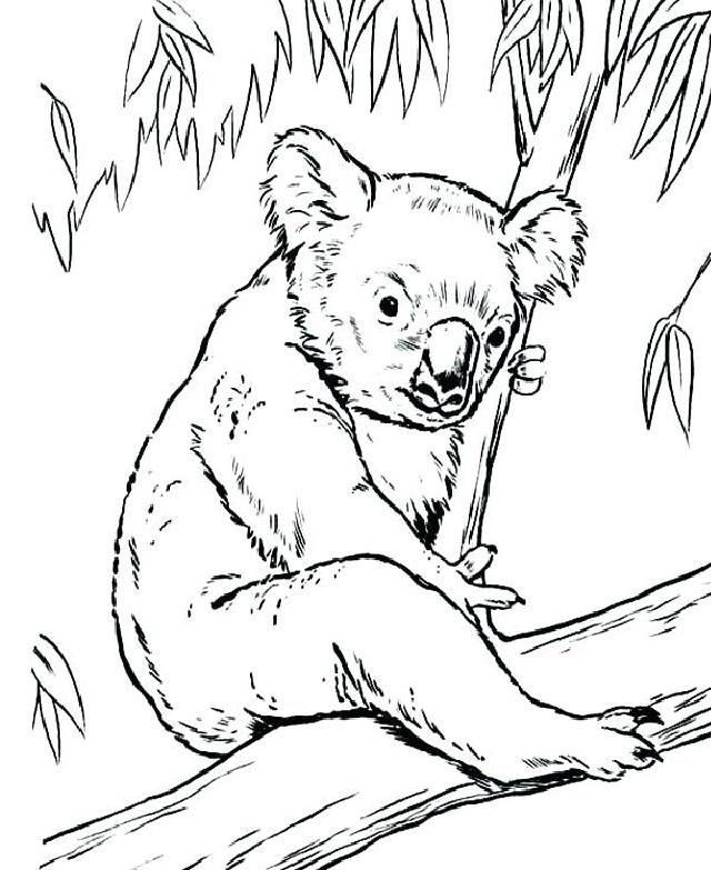 Realistic Koala Coloring Pages
