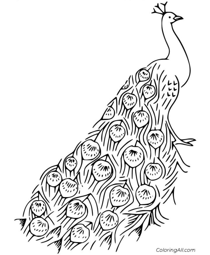 Realistic Peacock Coloring Page