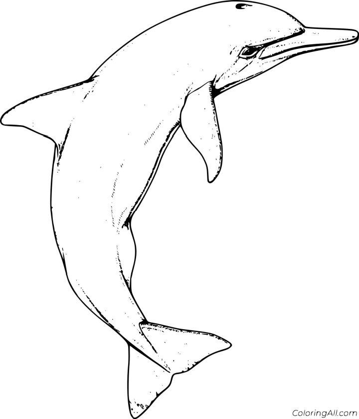Realistic River Dolphin Coloring Page
